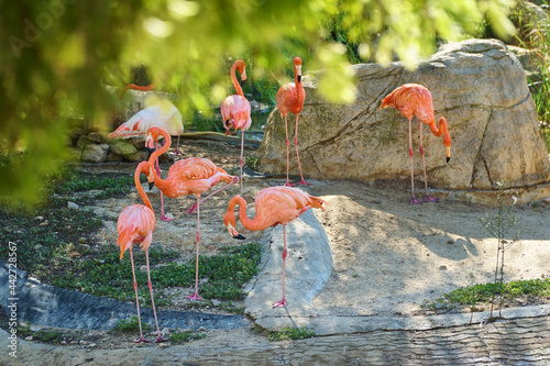 Pink flamingos are standing on the rocks. Artificial birds for the exhibition.