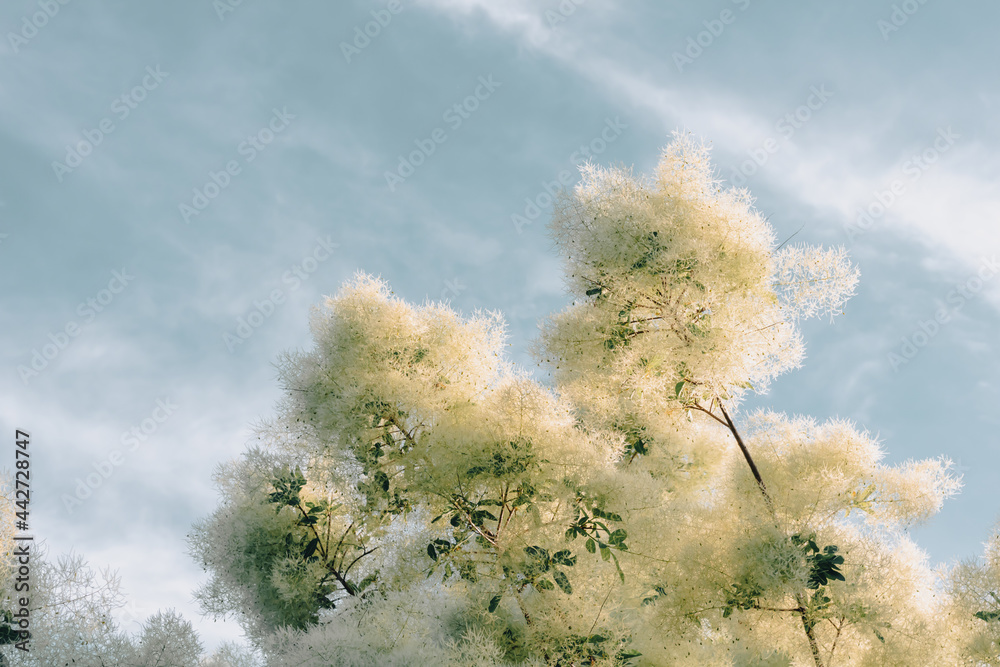 Wispy white smoke tree - Continus coggygria - against blue sky with ...