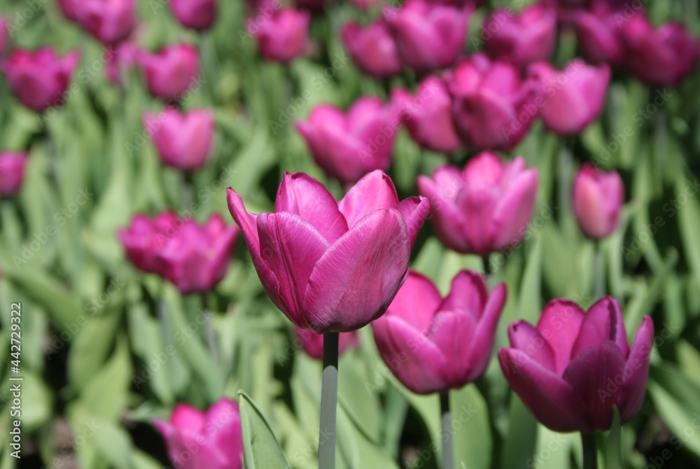 Magenta flower tulips on a summer day