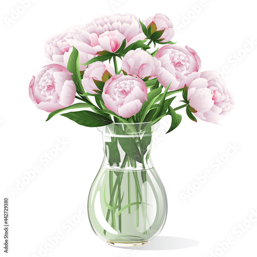 Pink peonies in vase on white background. Vector illustration.