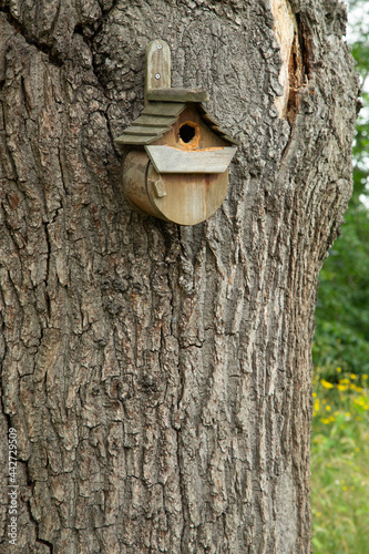 Rustic Birdbox Attached to Gnarly Old Tree (Upright)