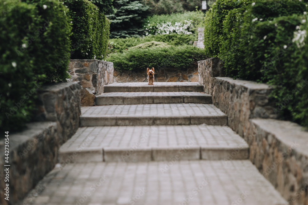 A small long-haired Yorkshire terrier stands on the steps and protects the territory in the park in nature. Photo of a pet.