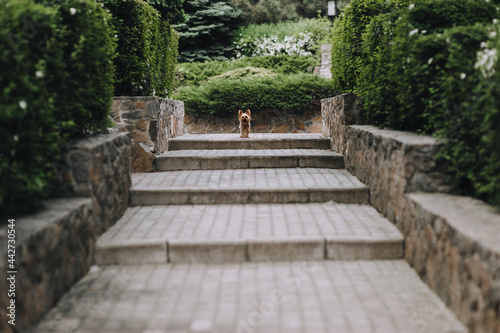 A small long-haired Yorkshire terrier stands on the steps and protects the territory in the park in nature. Photo of a pet.