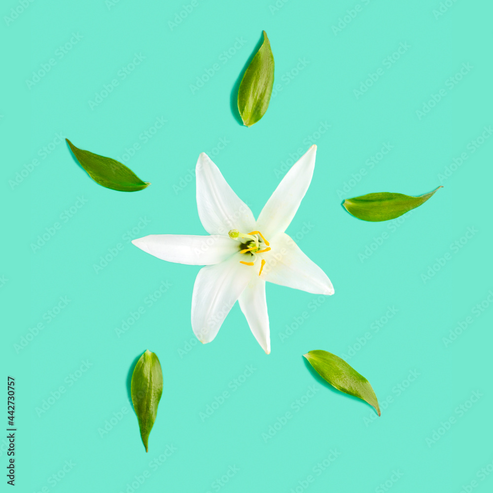 Naklejka premium White lily flower and green leaves on a pastel mint background. Flat lay, top view.