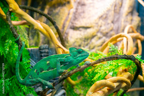 Young green chameleon on a branch. Cute pet. Protective coloring of the animal.
