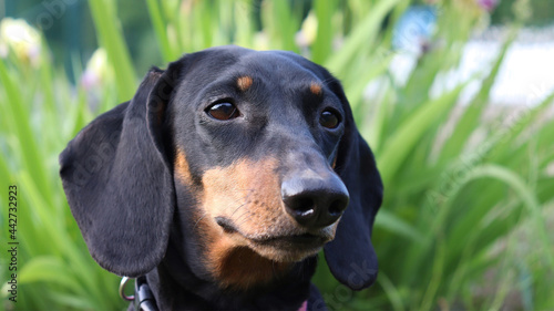 portrait of a dachshund dog on the grass © Sophy