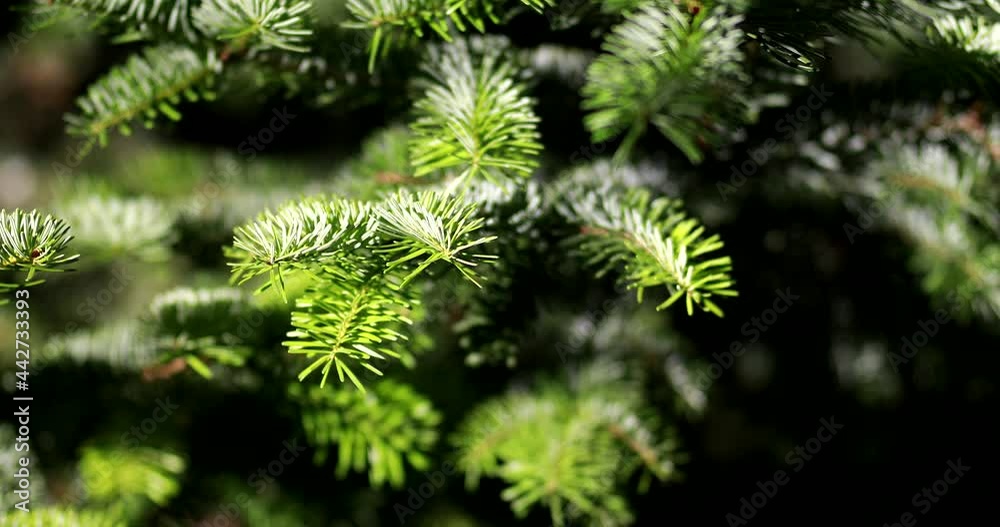 Christmas pine tree wallpaper Christmas fir tree branches Background Christmas pine tree wallpaper Christmas fir tree branches Background