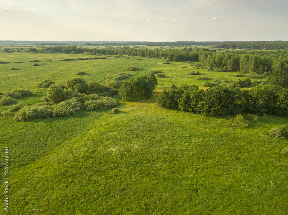 Drone view of a beautiful landscape of a green field with trees on a sunny summer day