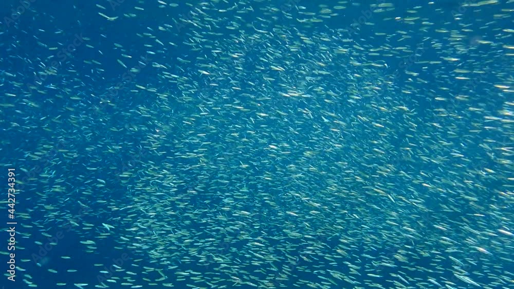 Massive school of small fish swims in the blue water in sunlights. Shoal of Silver-stripe round herring, slender sprat, or Kibinago minnow (Spratelloides gracilis) 4K-60fps Massive school of small fish swims in the blue water in sunlights. Shoal of Silver-stripe round herring, slender sprat, or Kibinago minnow (Spratelloides gracilis) 4K-60fps