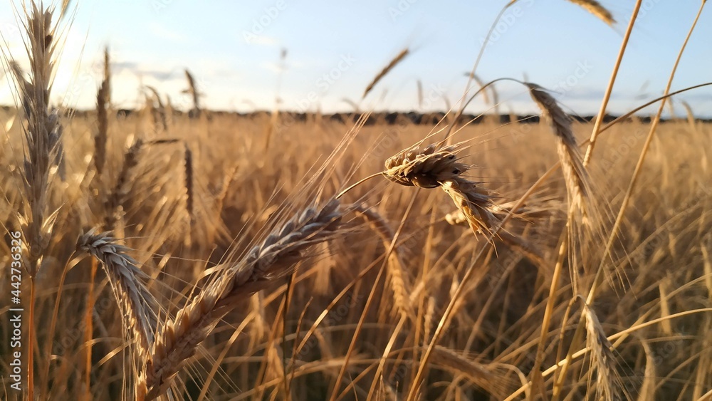 Fototapeta premium reed in the wind