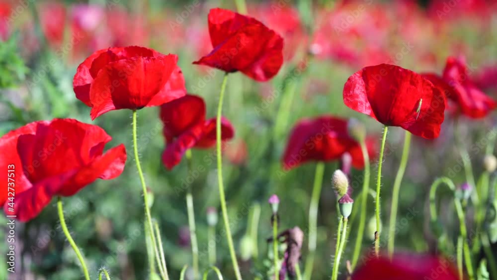 Red poppy flowers blooming in green spring field. High quality 4k footage Red poppy flowers blooming in green spring field. High quality 4k footage