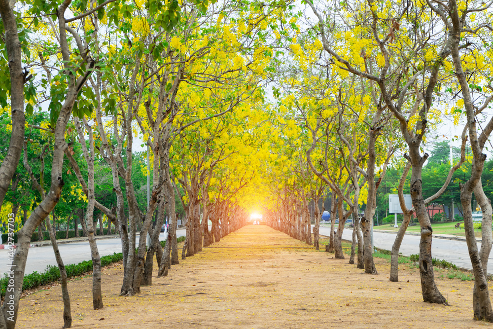Golden Shower tree with yellow flower blooming look like tunnel with sunlight background at the summer time.