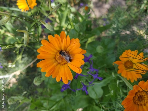 orange flower in the garden