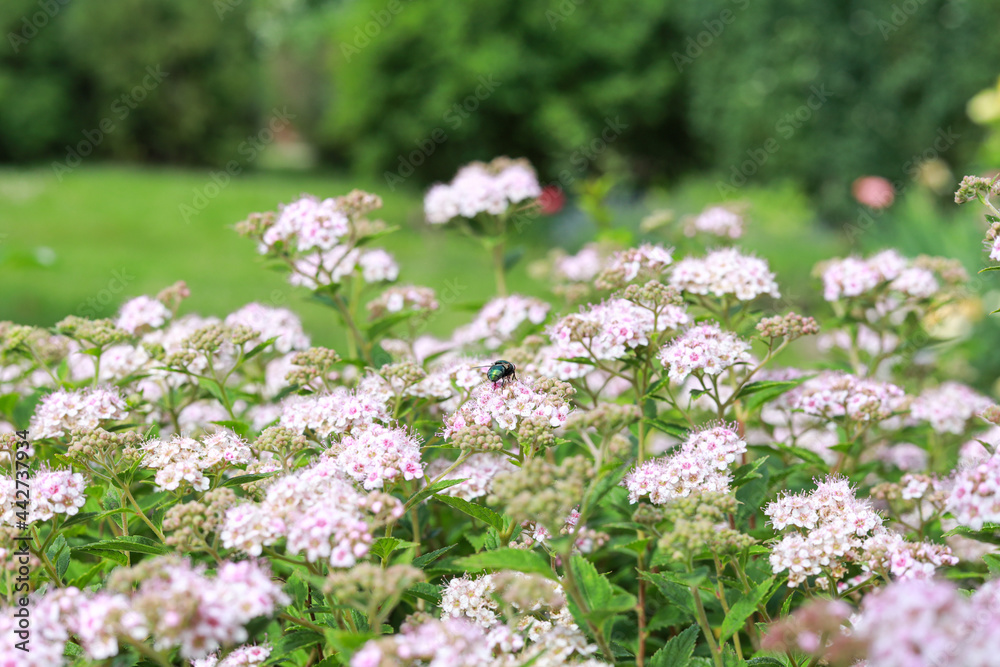 Garden view of bushes with purple blooming small flowers. Garden view of bushes with purple blooming small flowers.