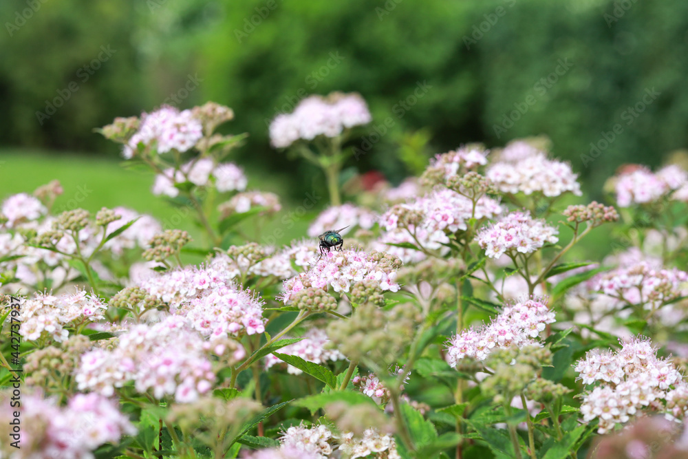Garden view of bushes with purple blooming small flowers. Garden view of bushes with purple blooming small flowers.