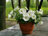 A flower pot with a white petunia on a brown wooden table in the park on Elagin Island in St. Petersburg.
