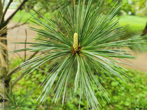 A pine or cedar flower on a fluffy needle branch on a spring day in the park on Elagin Island in St. Petersburg.