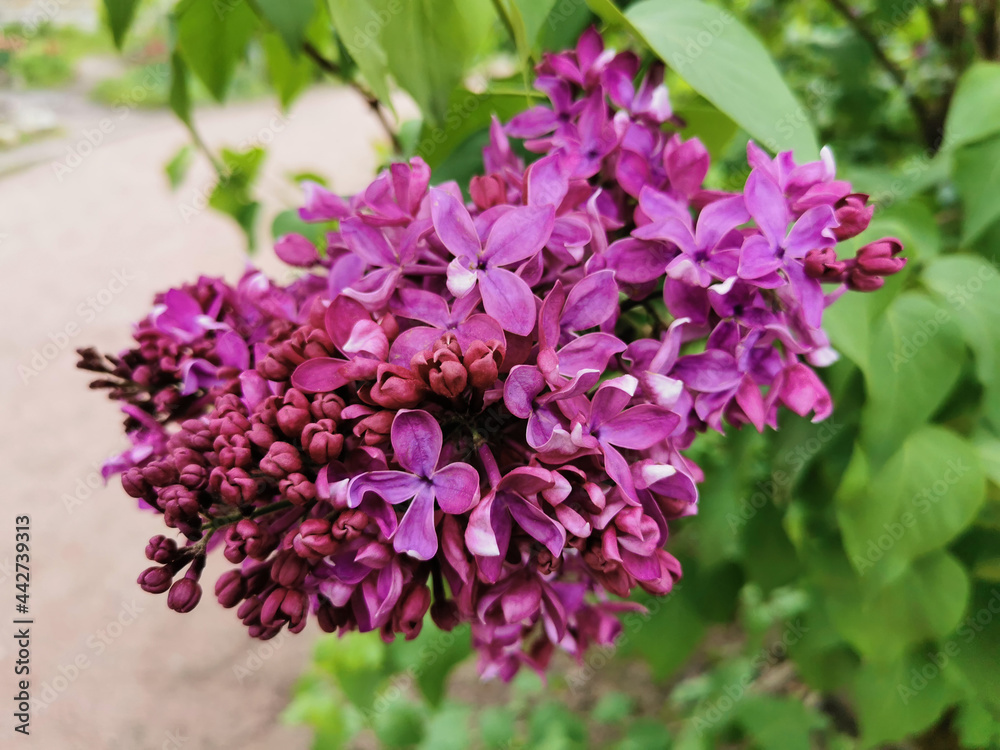 A branch of lilac with lilac-colored flowers, some of which are in buds. A branch of lilac with lilac-colored flowers, some of which are in buds.