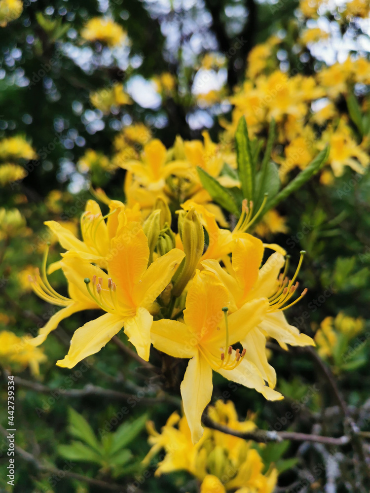 Flowers and buds of yellow rhododendron in the botanical garden of St. Petersburg. Flowers and buds of yellow rhododendron in the botanical garden of St. Petersburg.