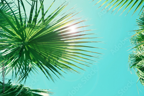 Beautiful view of palm branches on sunny summer day. Stylized color toning