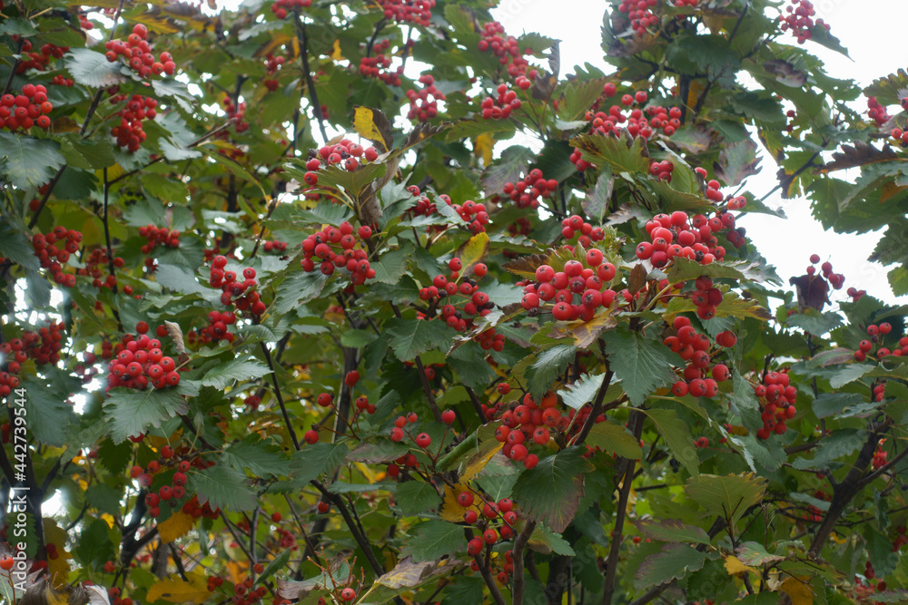 Ripe red berries in the leafage of Sorbus aria in October - obrazy, fototapety, plakaty 