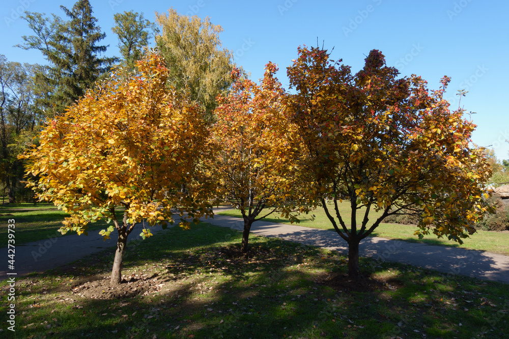 Three trees of Sorbus aria with autumnal foliage in mid October Three trees of Sorbus aria with autumnal foliage in mid October