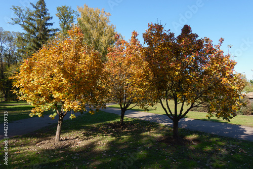 Three trees of Sorbus aria with autumnal foliage in mid October