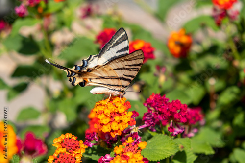 Butterfly on lantana red yellow color flowers. Swallowtail insect feeding on a blooming plant, garden in a Greek island, Cyclades. Greece