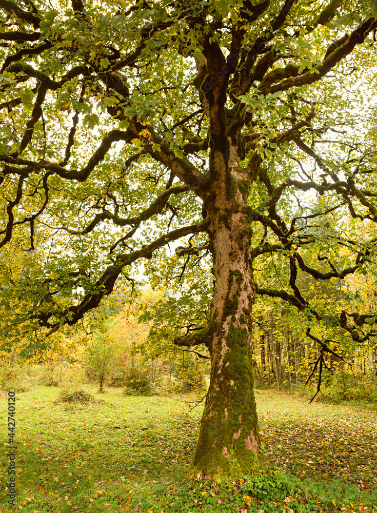 old tree with gnarled branches in autumn season