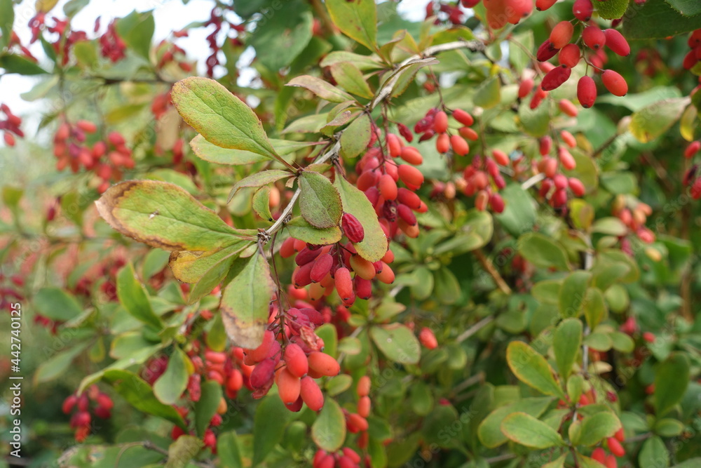 Oblong red berries in the leafage of Berberis vulgaris in September