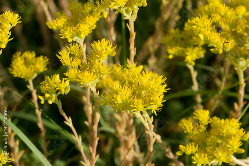 goldmoss stonecrop, sedum acre flowers closeup selctive focus photo