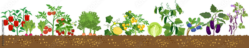 Different vegetable plants with ripe fruits isolated on white background. Harvest time - obrazy, fototapety, plakaty 
