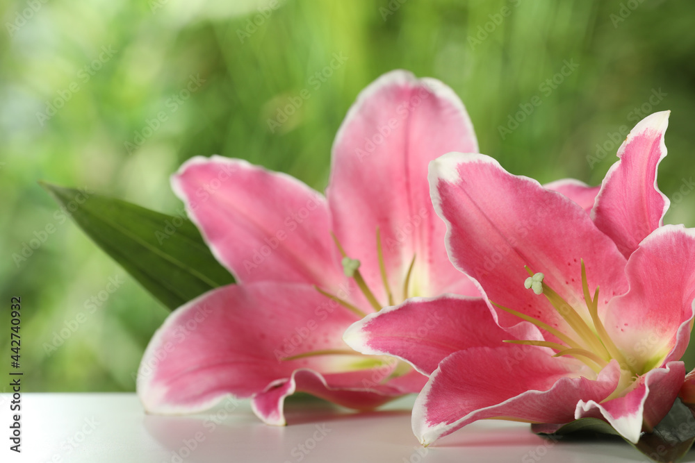 Beautiful pink lily flowers on table outdoors, closeup