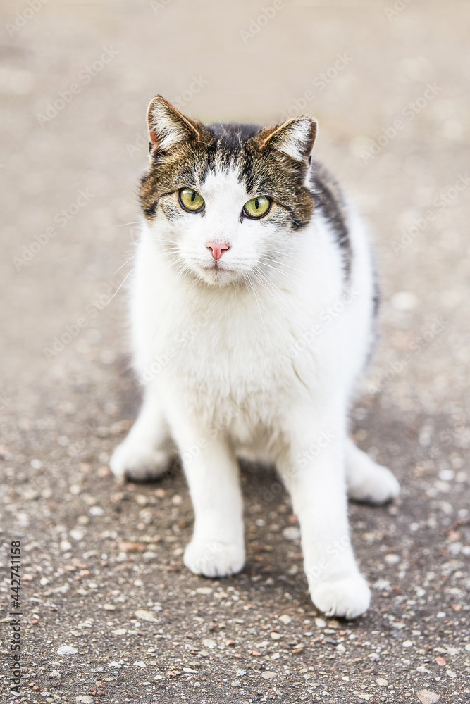 White tabby homeless cat sitting on the asphalt and looks at the camera White tabby homeless cat sitting on the asphalt and looks at the camera