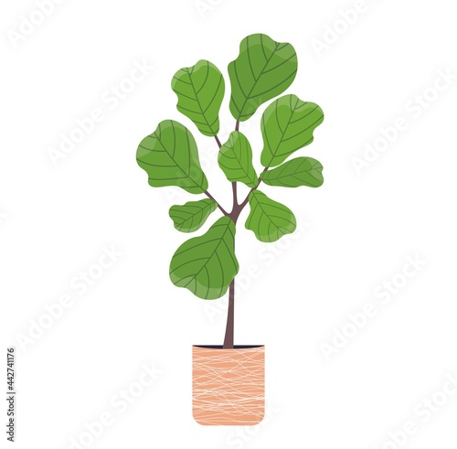 Ficus Lirata in flower pot. Green decoration for home interiors. Modern decor for home. Houseplant vector illustration. Plant with huge leaves. Illustration on white isolated background. photo