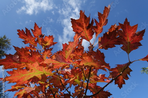 Blue sky and autumnal foliage of red oak in October