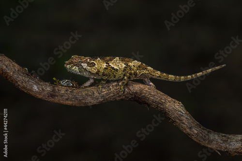 Bale Mountains Two-horned Chameleon - Trioceros balebicornutus, beautiful tiny chameleon endemic in Harrena forest Bale mountains, Ethiopia. photo