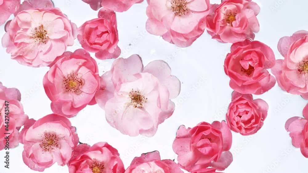 Super slo motion. Rose blossoms on water surface, top down view. Filmed on high speed cinematic camera at 1000 fps. Super slo motion. Rose blossoms on water surface, top down view. Filmed on high speed cinematic camera at 1000 fps.