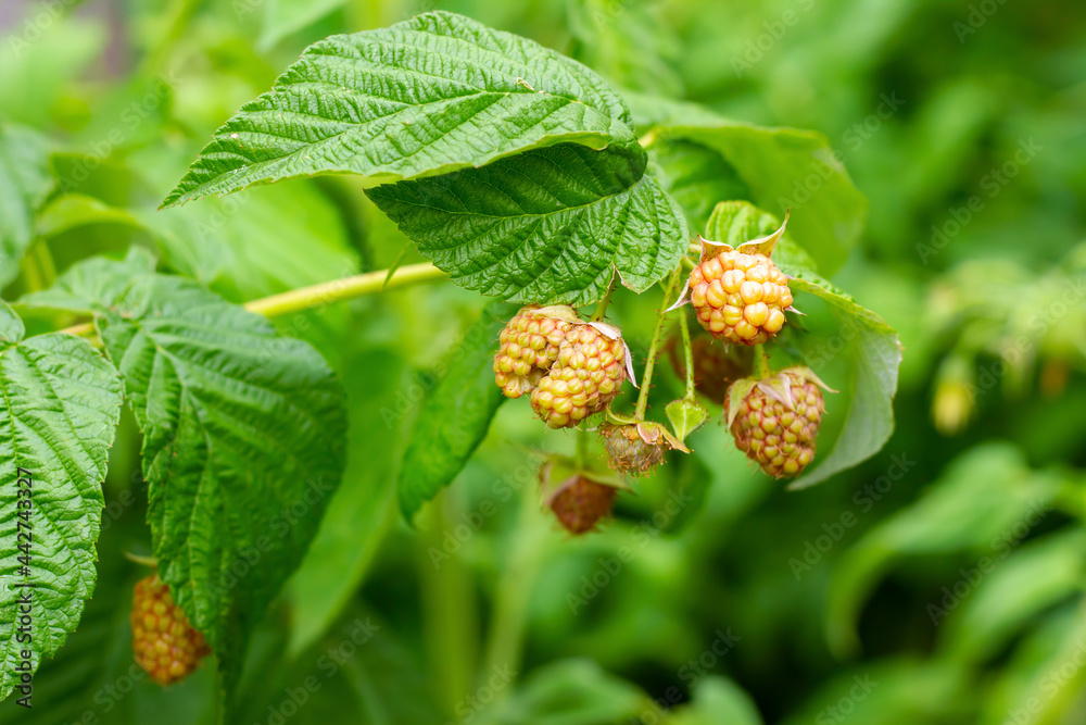 Unripe raspberries waiting to ripen in close-up Unripe raspberries waiting to ripen in close-up