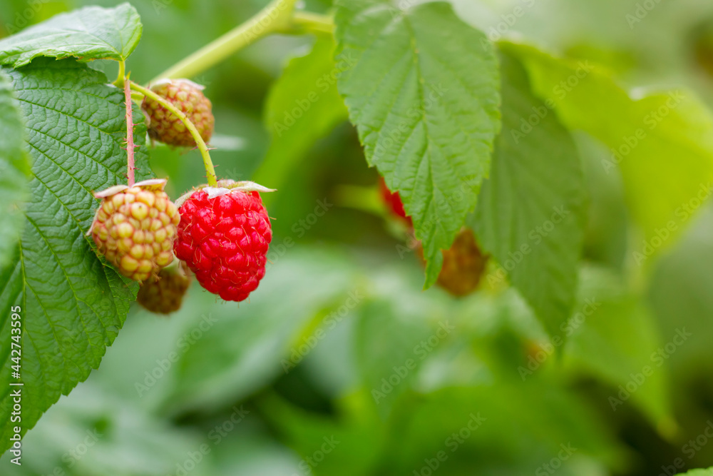 A beautiful bush of juicy and ripe raspberries A beautiful bush of juicy and ripe raspberries