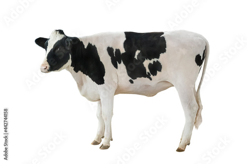white and black cow isolated on white background