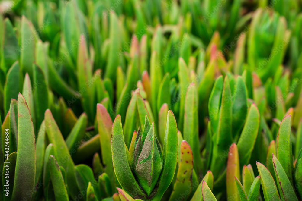 Natural background of green carpobrotus growing near the Pacific Ocean Natural background of green carpobrotus growing near the Pacific Ocean