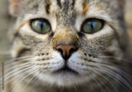 A closeup of a tabby cat's nose.
