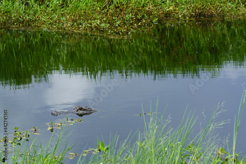 A young American Alligator swimming in a pond at the Cameron Prairie National Wildlife refuge, Cameron Parish, Louisiana