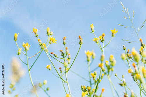 Small yellow wildflowers against a clear blue sky on a sunny summer day. Bottom view.
