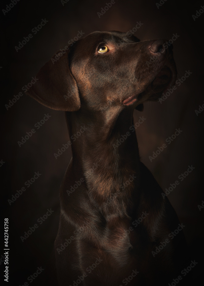 Cute German Braco Brown Dog Over Dark Background Cute German Braco Brown Dog Over Dark Background