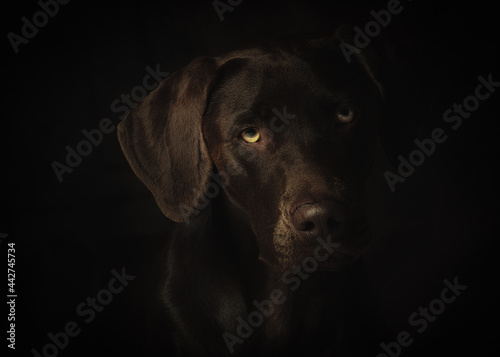 Wallpaper Mural Cute German Braco Brown Dog Over Dark Background Torontodigital.ca