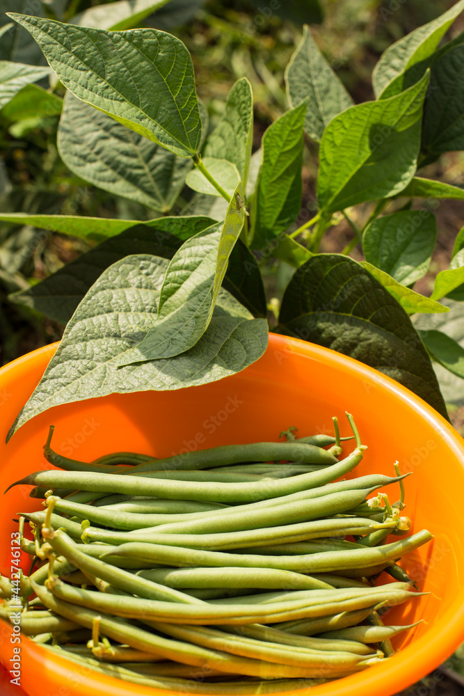 Harvest green beans. Growing long beans . Green beans close up.