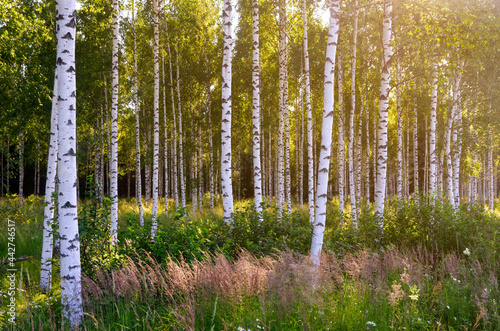 Fototapeta Naklejka Na Ścianę i Meble -  White Birch tree trunks growing in forest in an interesting summer sun light, giving strange feeling