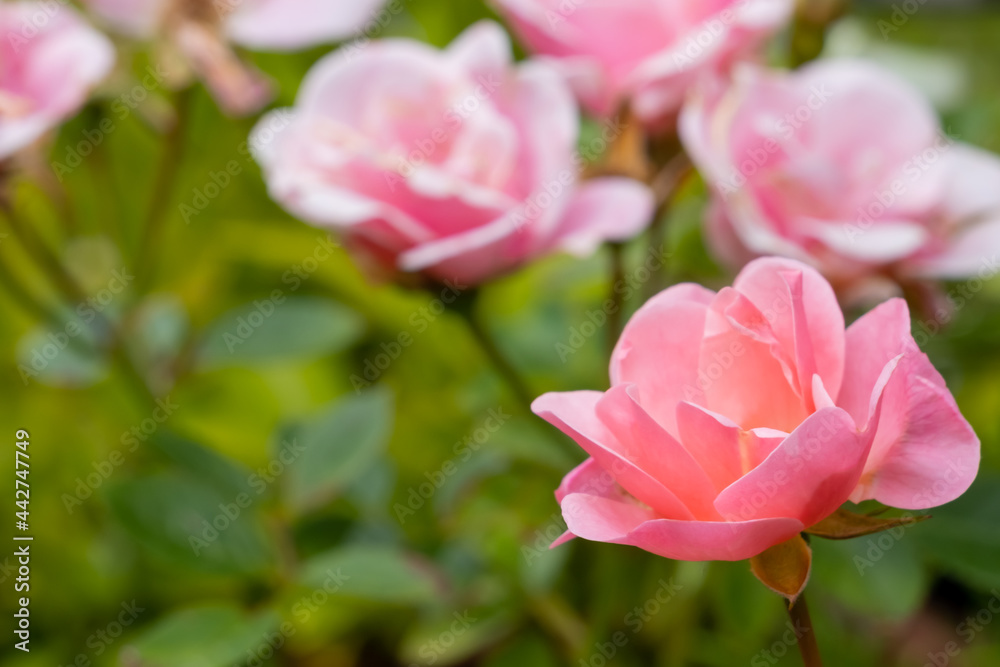 Fototapeta premium Background image of roses, selective focus. Colored fresh pastel color roses. Rose bush in the garden. Close-up on rose petals. Rose bush on the balcony garden.